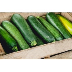 Courgettes x 2