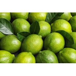 Citron vert x 1