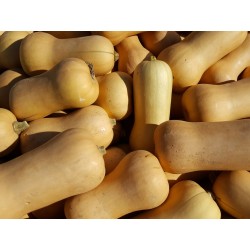 Courge Butternut x 1