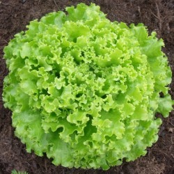 Salade Batavia x 1